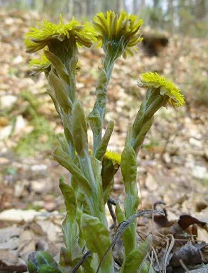 Coltsfoot Leaf - Dried Tussilago Farfara Leaf C/S 100% from Nature, Wild Crafted