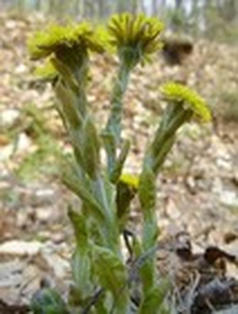 Coltsfoot Leaf - Dried Tussilago Farfara Leaf C/S 100% from Nature, Wild Crafted