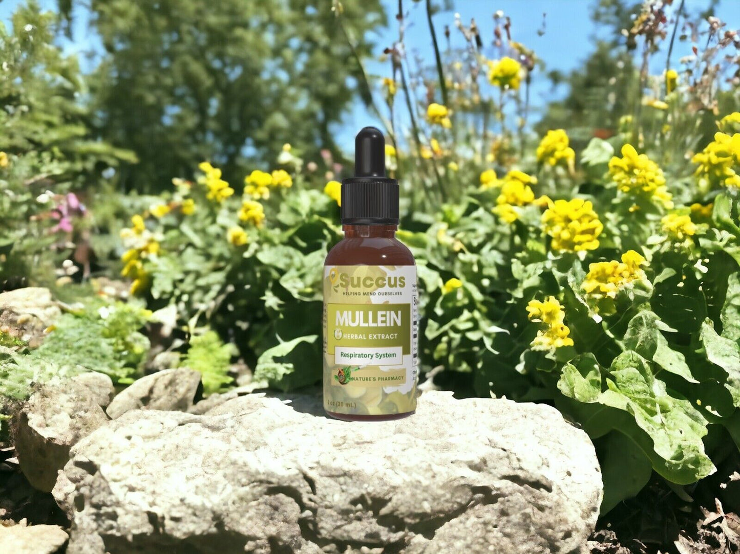 Mullein Tincture - (Respiratory System)