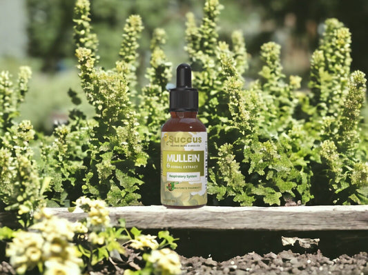 Mullein Tincture - (Respiratory System)